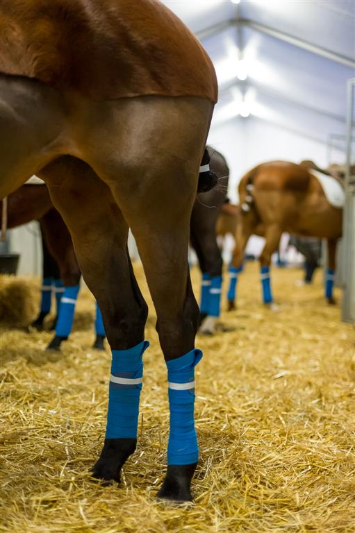  DSC6742-Modifier---andyparant.com